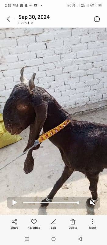 Pregnant Nagri bakri or Kamori Sindhi bakri 2