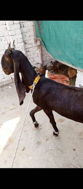 Pregnant Nagri bakri or Kamori Sindhi bakri 3