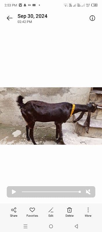 Pregnant Nagri bakri or Kamori Sindhi bakri 4