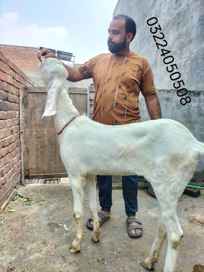 Goat / Bakri / بکری / Healthy Goats / Desi /  / Black / Bkary 4