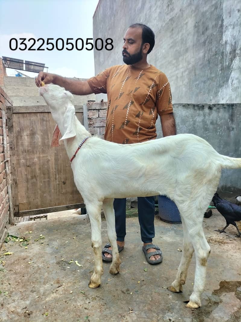 Goat / Bakri / بکری / Healthy Goats / Desi /  / Black / Bkary 5