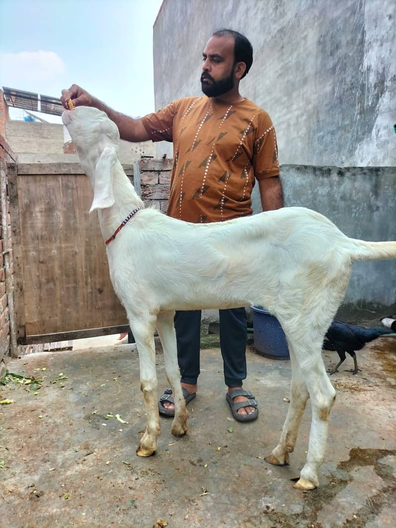 Goat / Bakri / بکری / Healthy Goats / Desi /  / Black / Bkary 1