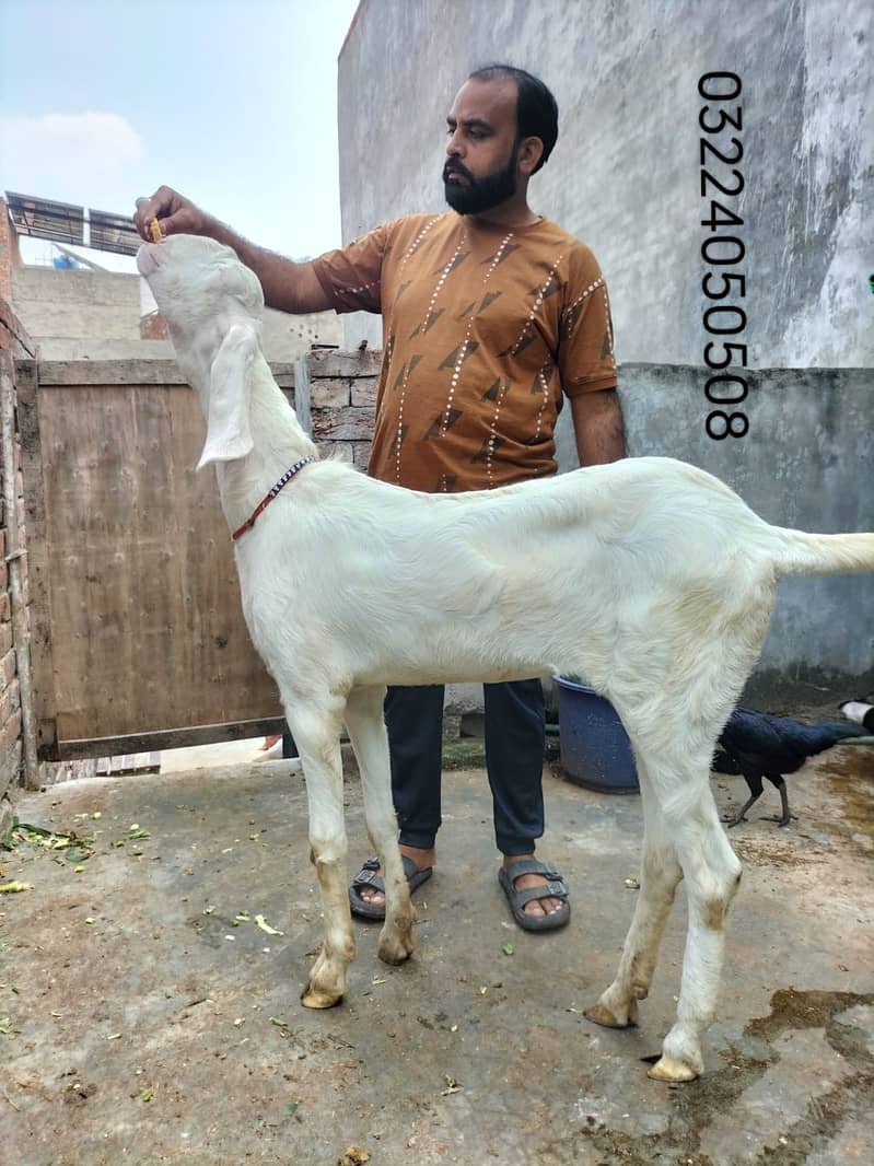 Goat / Bakri / بکری / Healthy Goats / Desi /  / Black / Bkary 2