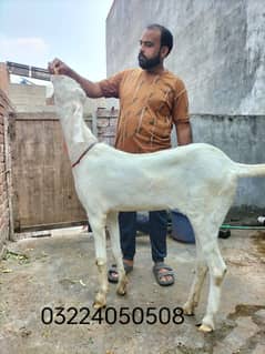 Goat / Bakri / بکری / Healthy Goats / Desi /  / Black / Bkary 0