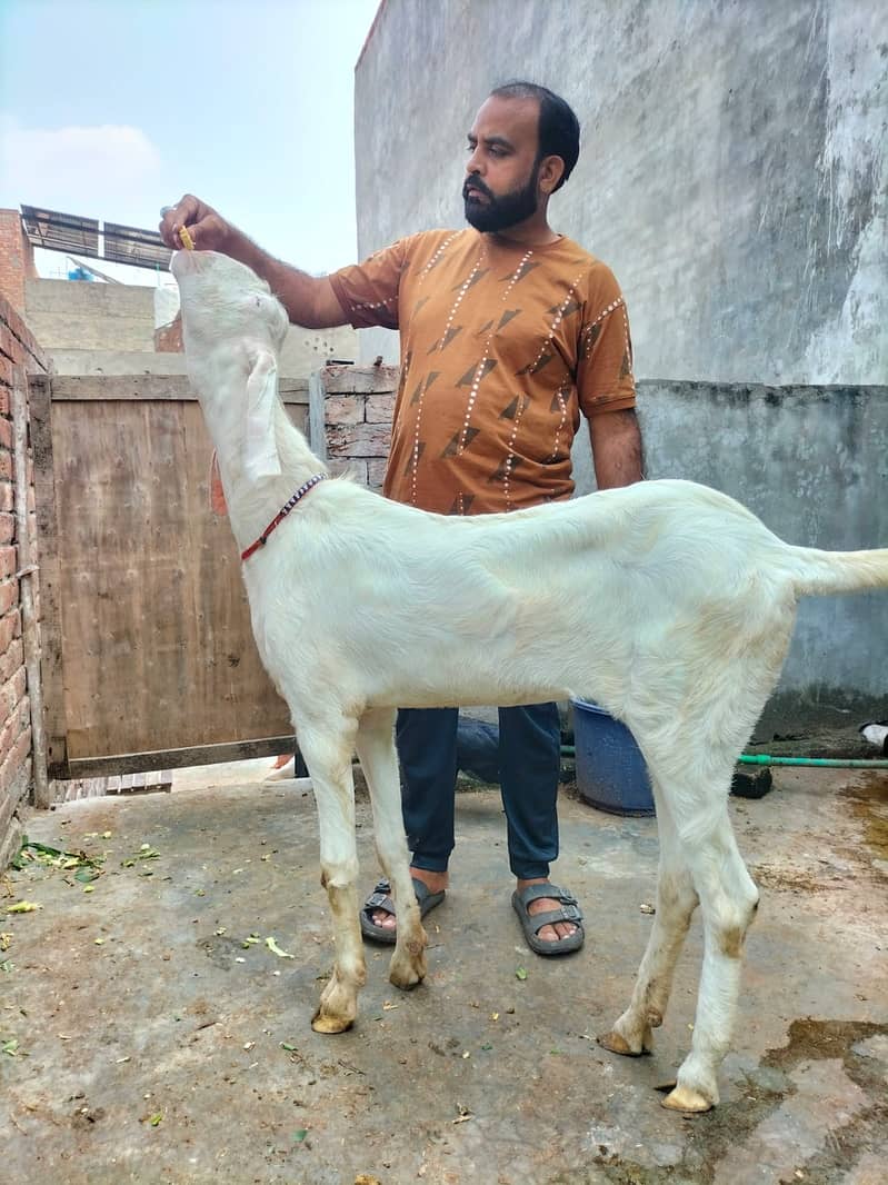 Goat / Bakri / بکری / Healthy Goats / Desi /  / Black / Bkary 9