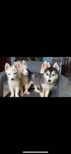 saiberian Huskey puppies