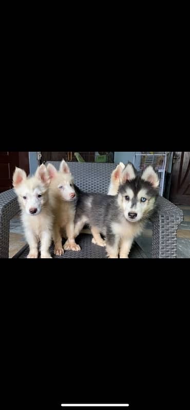 saiberian Huskey puppies|champion breed for sale 3