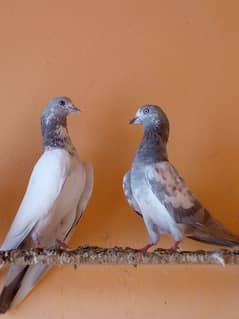 pairs pigeon for sale .