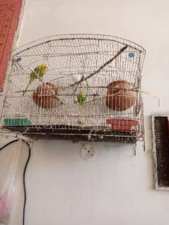 3 love bird for sale