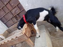 Kala ablak tapra male kid (Bakra, Goat)