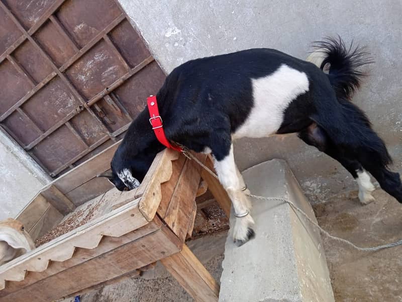 Kala ablak tapra male kid (Bakra, Goat) 0