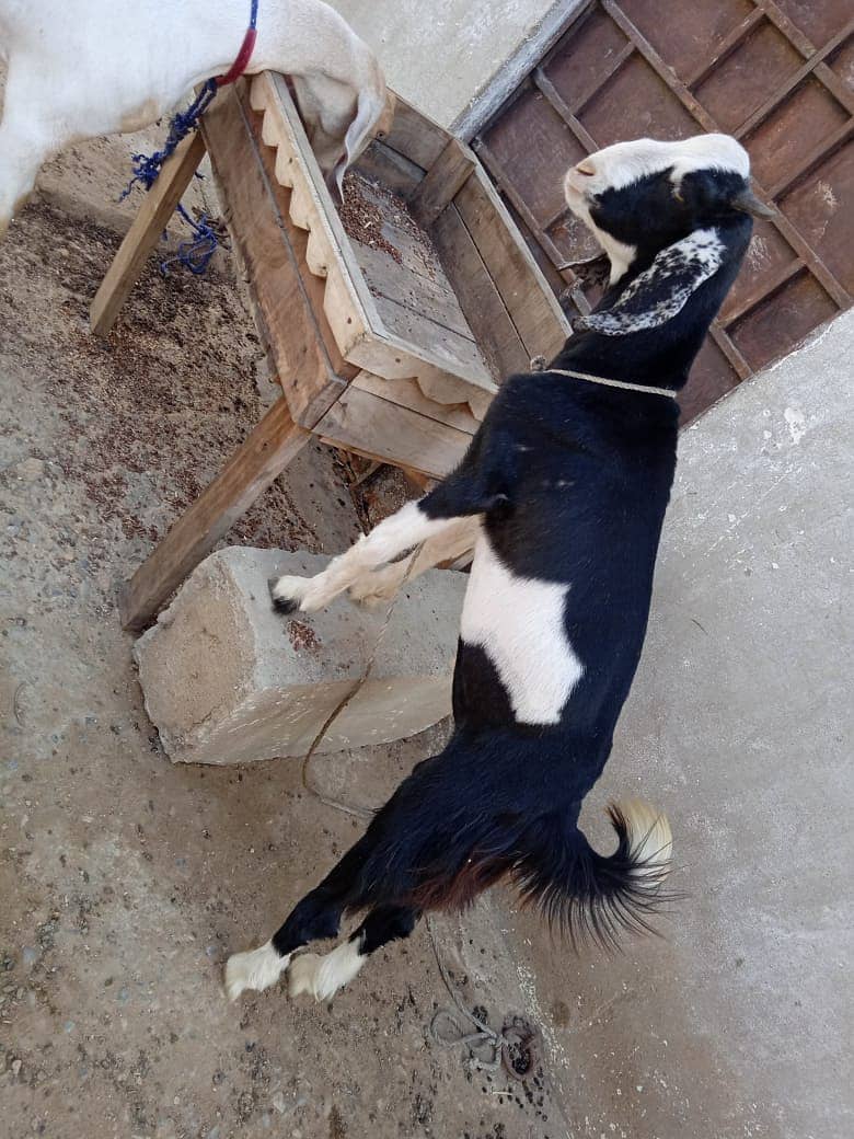 Kala ablak tapra male kid (Bakra, Goat) 1