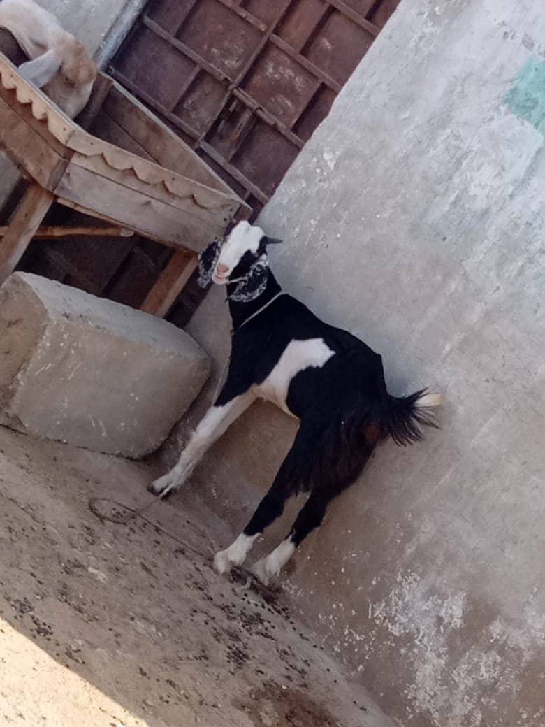 Kala ablak tapra male kid (Bakra, Goat) 2