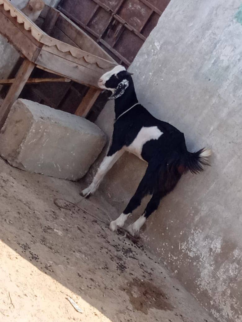 Kala ablak tapra male kid (Bakra, Goat) 3