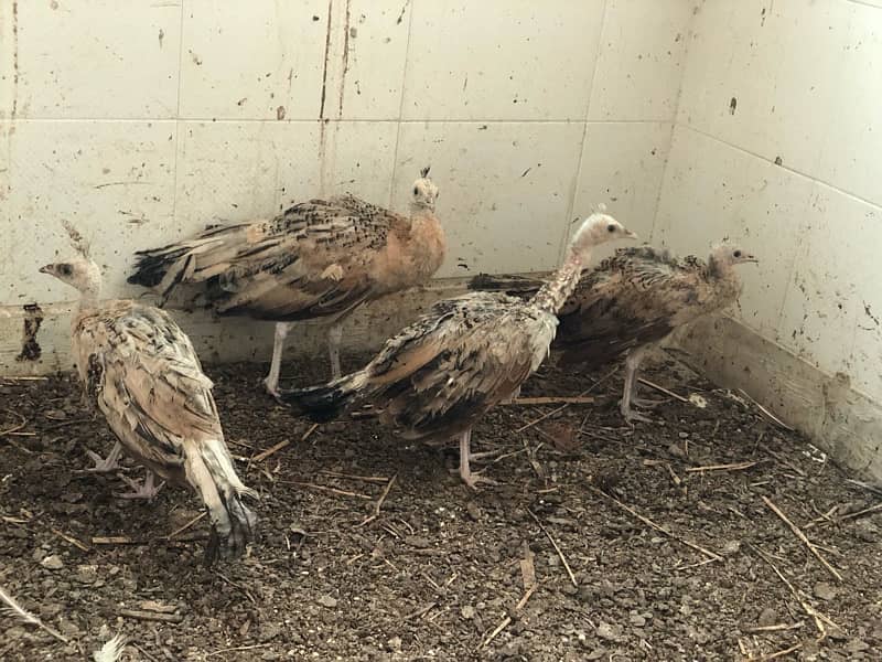 peacock chicks for sale 1