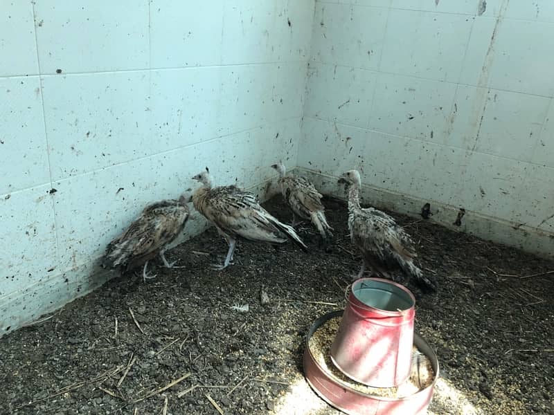 peacock chicks for sale 3