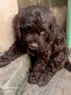 american cockapoo Puppies