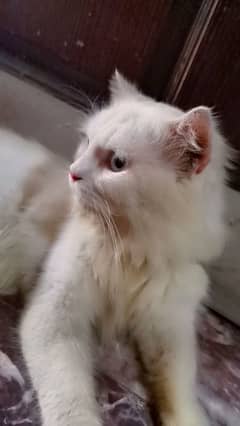 Persian Male Cat