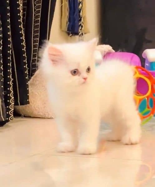 persian cat \ persian kitten/ Extreme punch face/ triple coat/ Pure 14