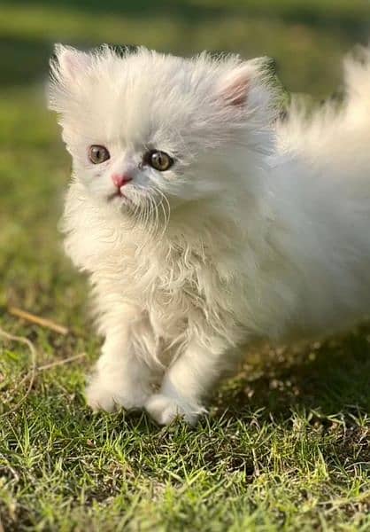 persian cat \ persian kitten/ Extreme punch face/ triple coat/ Pure 15