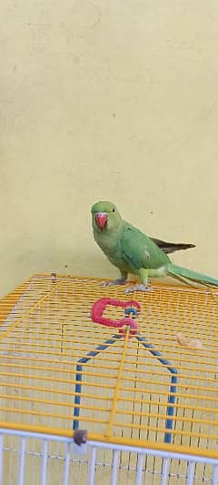 Green Parrot With Cage For sale