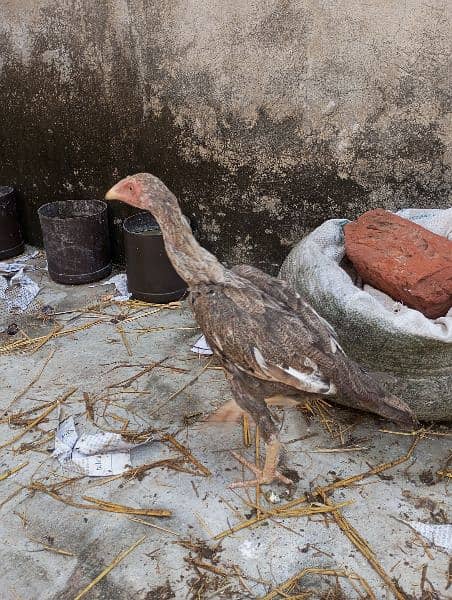 pure mianwali pair 1