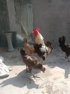 hens for sale jagha nai ha is lye sale kar rahy hain 0