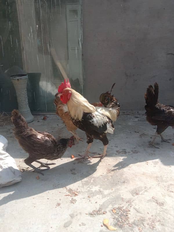 hens for sale jagha nai ha is lye sale kar rahy hain 1