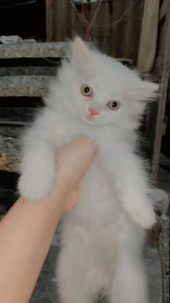 Persian kitten