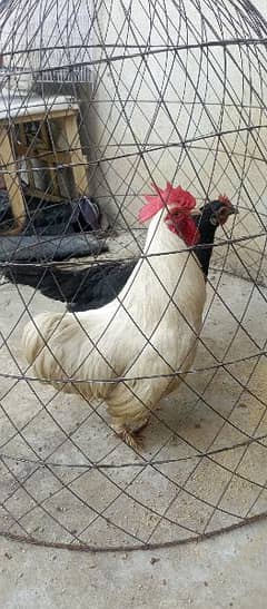 Bantum White Breeder male And Black Dogli Hen Andy abi start kia ha