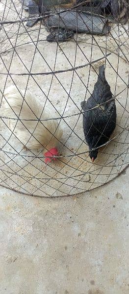 Bantum White Breeder male And Black Dogli Hen Andy abi start kia ha 1