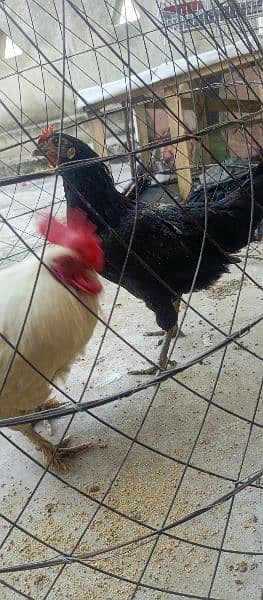 Bantum White Breeder male And Black Dogli Hen Andy abi start kia ha 2