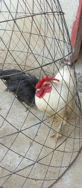 Bantum White Breeder male And Black Dogli Hen Andy abi start kia ha 4