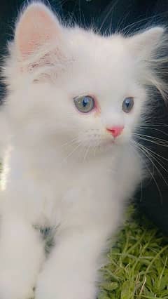 Persian cat