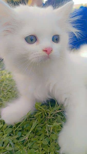 Persian cat 4