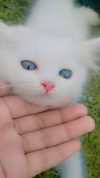 Persian cat 6