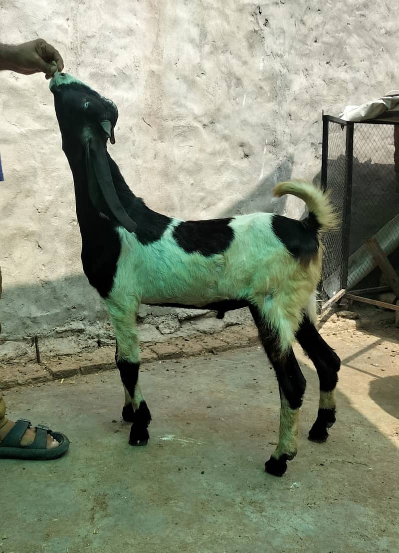 Goat / Bakri / بکری / Healthy Goats / Desi /  / Black / Bkary 10