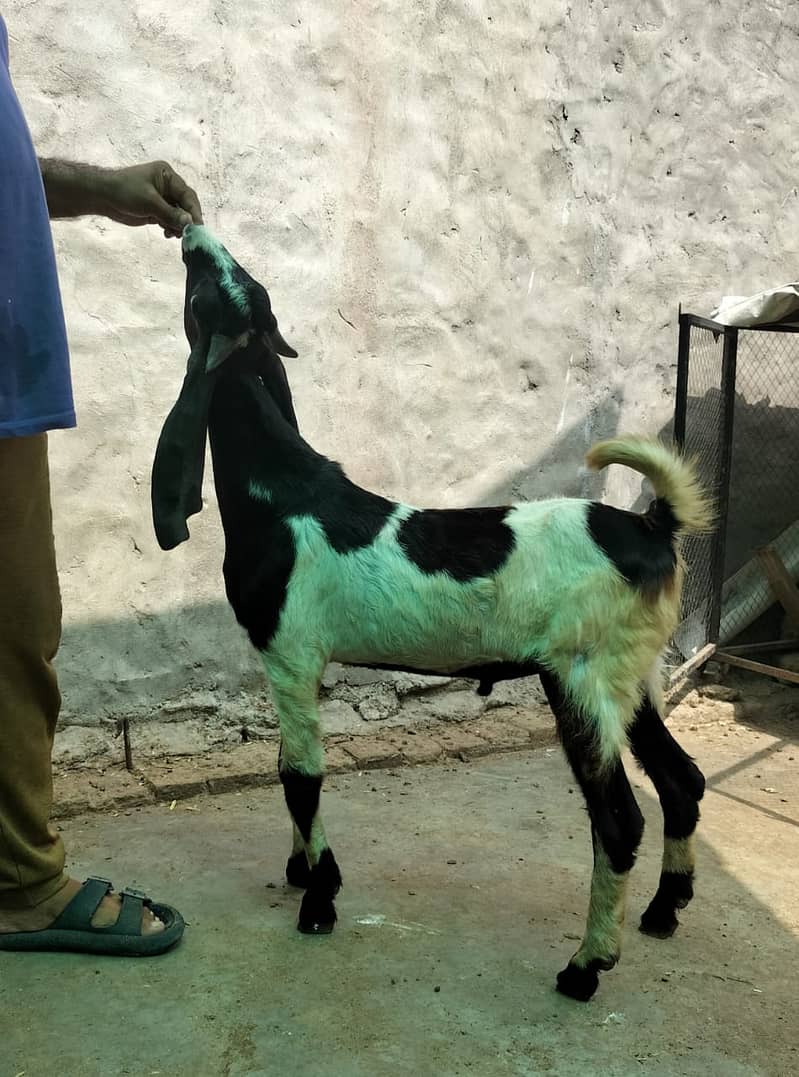 Goat / Bakri / بکری / Healthy Goats / Desi /  / Black / Bkary 11