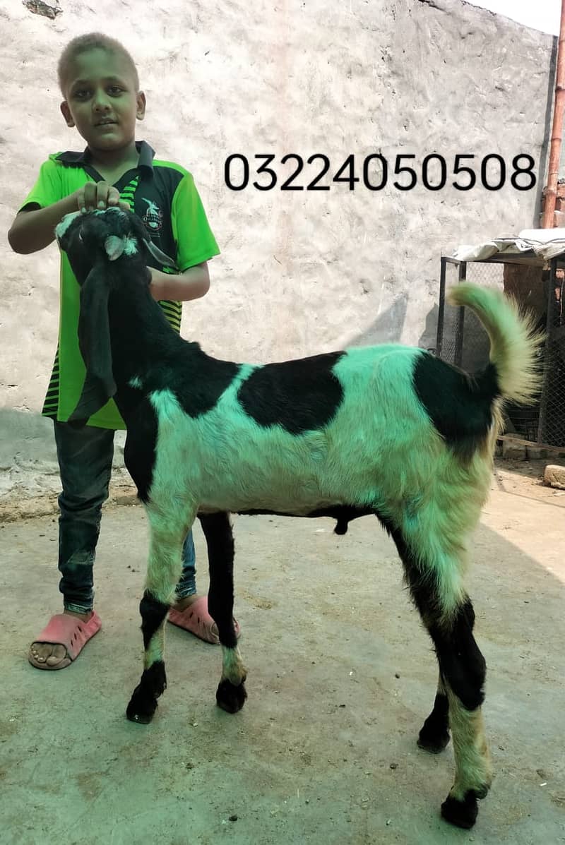 Goat / Bakri / بکری / Healthy Goats / Desi /  / Black / Bkary 12