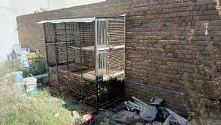 Murgio k pinjra, Cage for hens 0