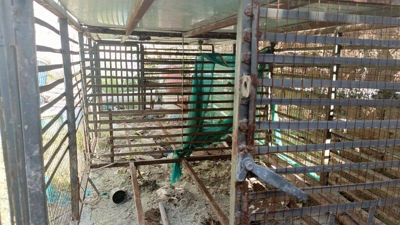 Murgio k pinjra, Cage for hens 8