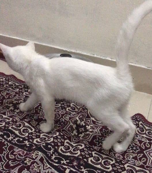 white persian kitten 0