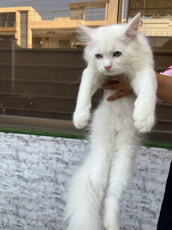 Persian kittens for sale 0