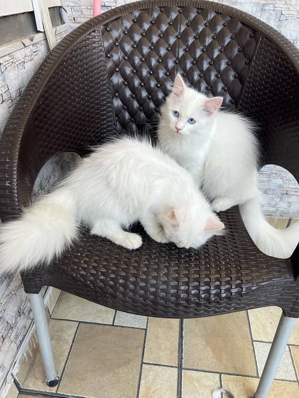 Persian kittens for sale 2