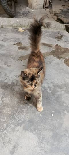 Black n Brown Cats pair for sale. Mother Siamese. Father Persian