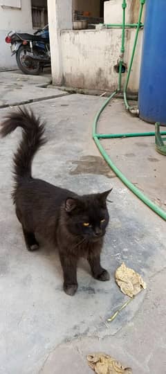 Beautiful Black Male Cat. Mother Siamese. Father Persian