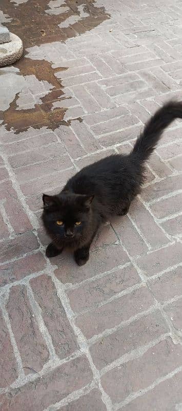 Beautiful Black Male Cat. Mother Siamese. Father Persian 1