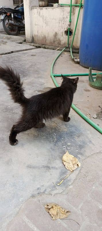 Beautiful Black Male Cat. Mother Siamese. Father Persian 2