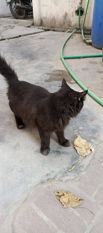 Beautiful Black Male Cat. Mother Siamese. Father Persian 3