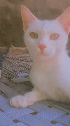 @Masoom kuri:I have female cat for sale dm for detail  come inbox